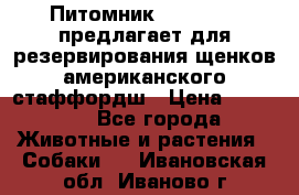 Питомник KURAT GRAD предлагает для резервирования щенков американского стаффордш › Цена ­ 25 000 - Все города Животные и растения » Собаки   . Ивановская обл.,Иваново г.